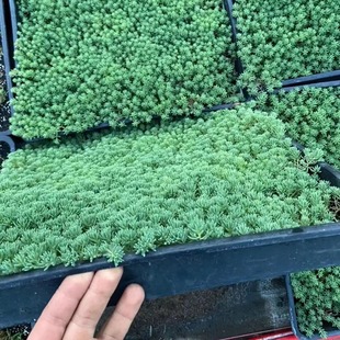 Golden Leaf Sedum Potted Flower Bed Greening Perennial Flower Roof Balcony Drought-Tolerant Lawn Green Leaves Succulent Yellow Flowers