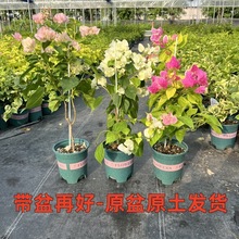 ÷Ԏl؛̨ͥԺپGֲϘGѴ¼tذ