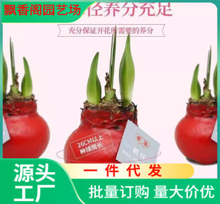 Christmas Gift Wax Seal Wax Ball Amaryllis Red Sealing Wax Bulb Lazy Plant Ornament Festive Indoor Flower Set