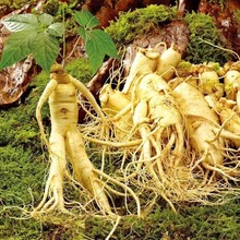 人参种子东北长白野山参西洋参药材春秋四季阳台盆栽易种植物种籽