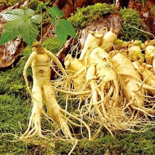 Ginseng Seeds, Northeast Changbai Wild Ginseng, American Ginseng Medicinal Materials, Spring & Fall Seasons Balcony Potted Plants, Easy-To-Grow Plant Seeds