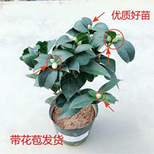 ɽ軨Ԏɫ൤ֲ҃ȺB軨ļ_