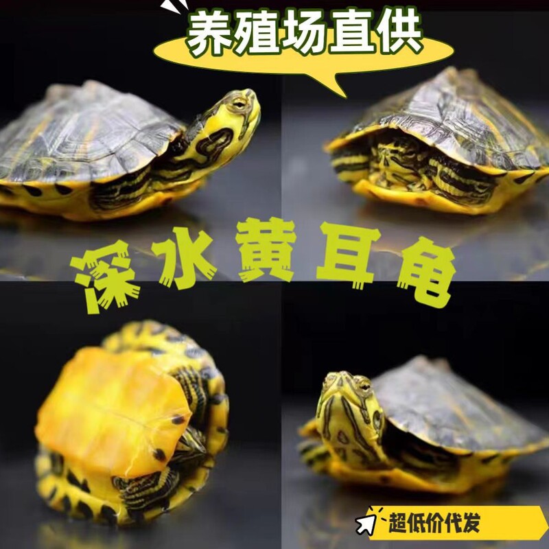 Wholesale of Yellow-Eared Turtle Hatchlings, Small Turtles for Home Breeding, Brazilian Turtles for Attracting Wealth, Healthy and Delivered Home Wholesale of Yellow-Eared Turtle Hatchlings, Small Turtles for Home Breeding, Brazilian Turtles for Attracting Wealth, Healthy and Delivered Home