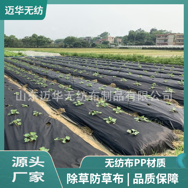 厂家生产PP无纺布除草布 纺粘无纺布防草布 果园农用防草地布材料