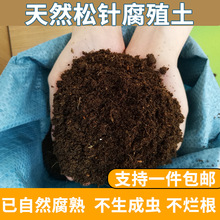 腐熟松针腐殖土有机批发营养土养花专用种菜土壤通用型腐叶种植土