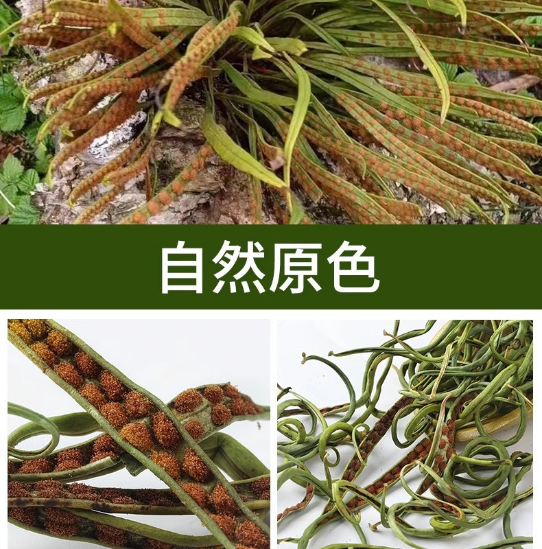 Shen Jing Cao Herbal Tea Wild Small Leaf 500g Men's Wellness Tea quality and texture