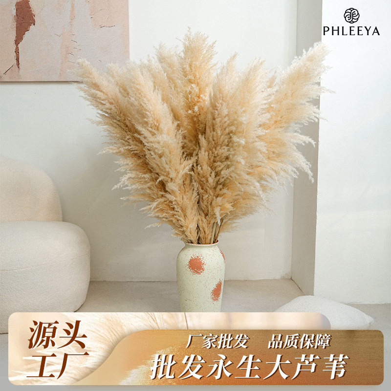 芦苇干花花束通货原色母蒲苇潘帕斯草欧式婚礼装饰永生花|undefined