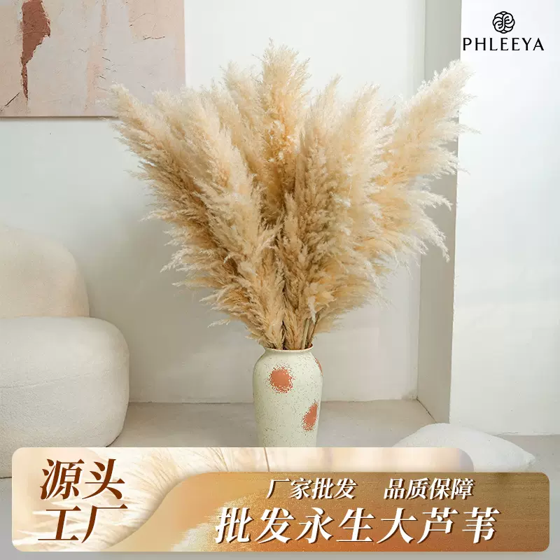 芦苇干花花束通货原色母蒲苇潘帕斯草批发跨境欧式婚礼装饰永生花