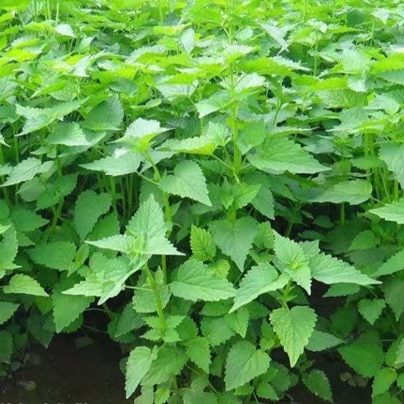 供应广藿香精油 广藿香油 藿香油植物精油原料Patchouli oil