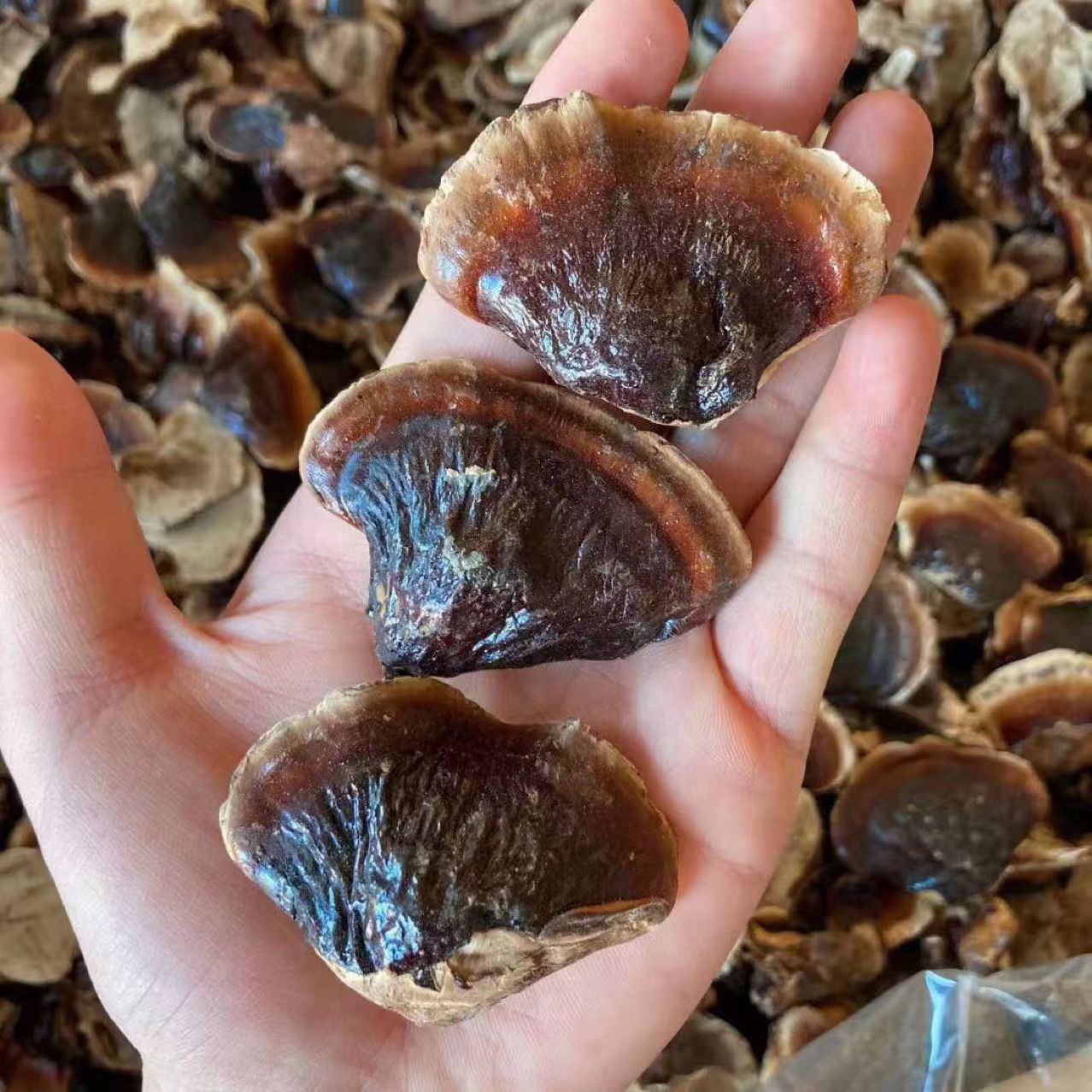 Changbai Mountain Reishi Young Buds Ling Zhi 500g Dried Slices for Soup and Hot Pot overview