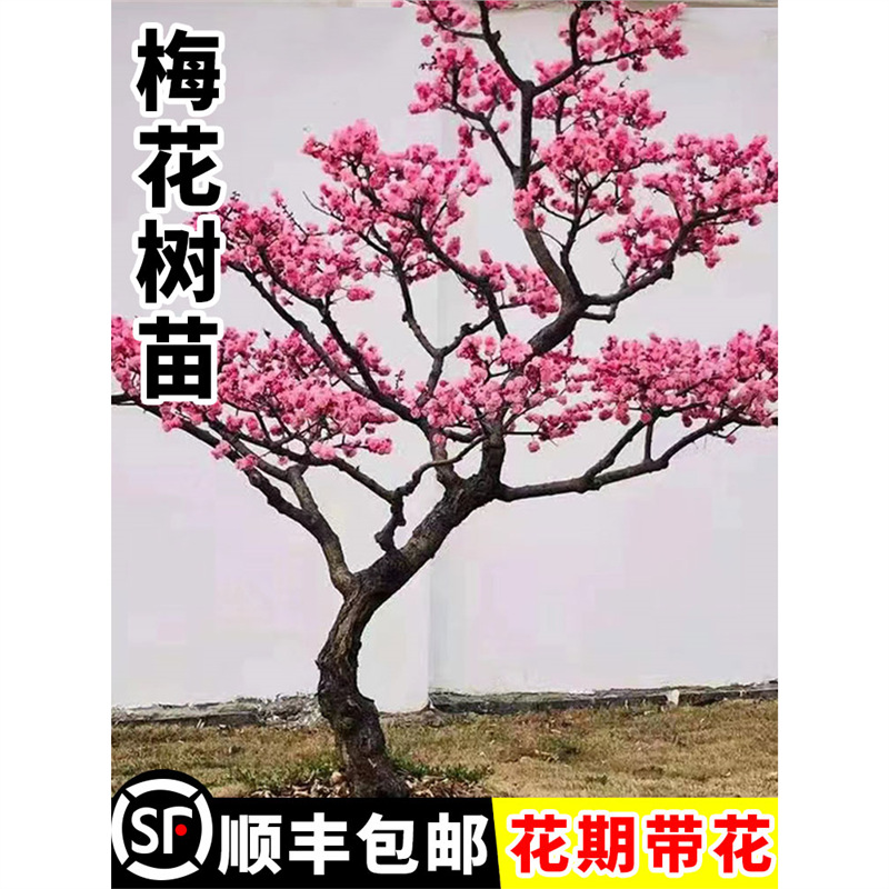原生梅花树苗盆栽室外庭院地栽多季开花植物盆景耐寒老桩冬梅腊梅