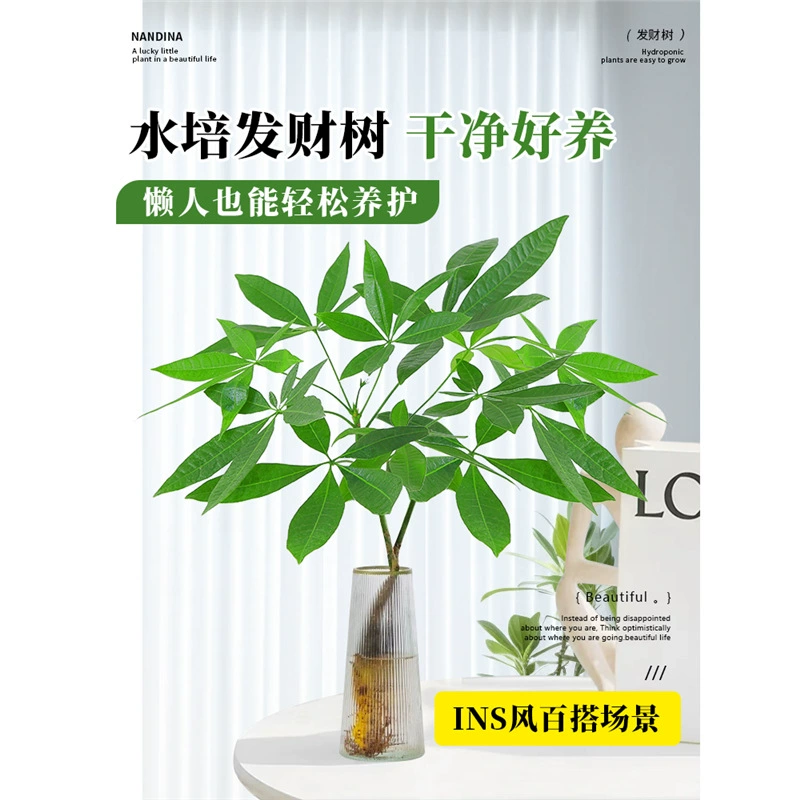 Гидропонная денежная елка, маленькое комнатное растение в горшке, гостиная, денежное дерево, офисный бонсай, легко выращивать цветы и зеленые растения в любое время года