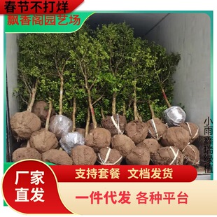 һ�����lС�~�S������ӈ@�־G�������Ϸ������Nֲ�S��ͥԺ����