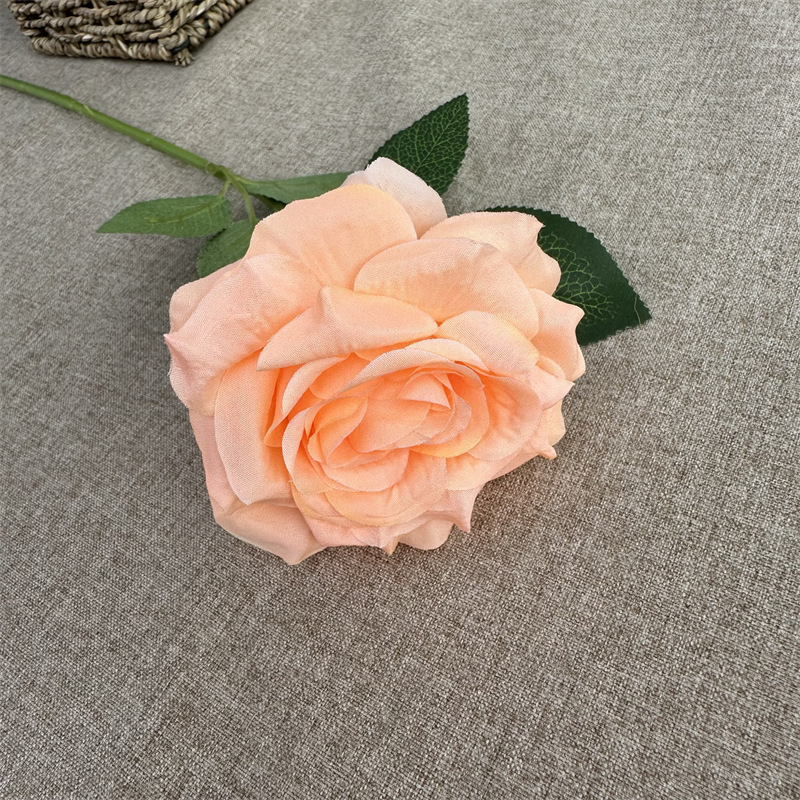 Single curled rose orange champagne color