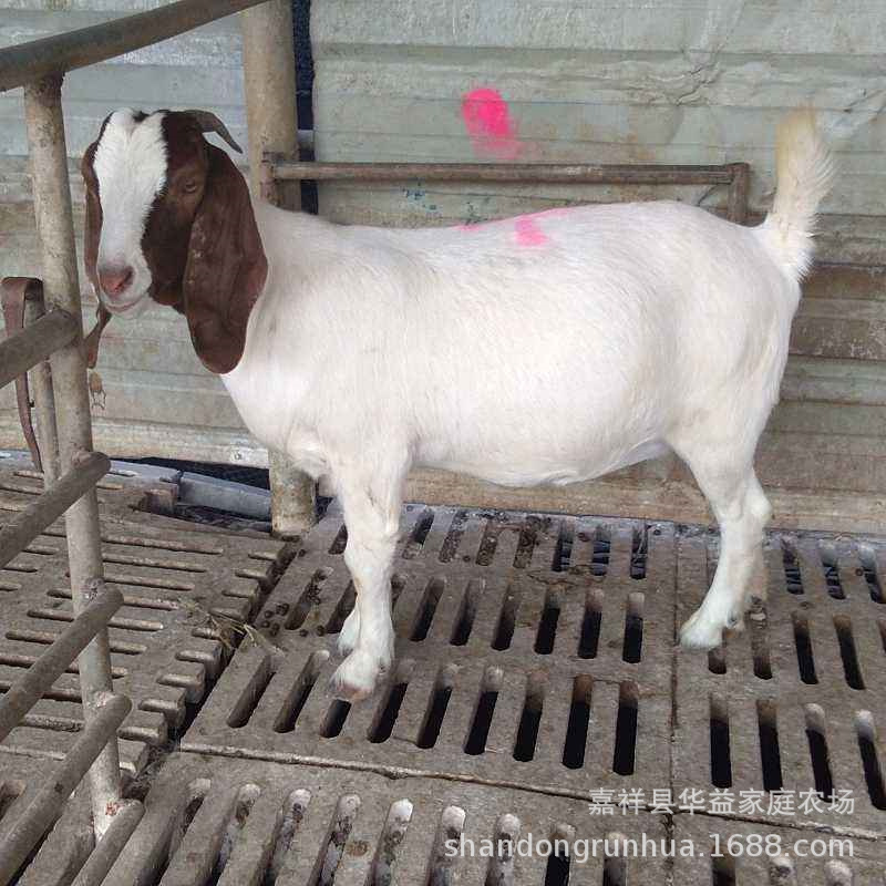 波尔山羊种羊 活体波尔山羊怀孕母羊养殖 70斤种羊养殖 河南养羊