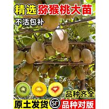 正宗猕猴桃树果苗雌雄同株红心绿心软枣嫁接南北四季种植盆栽地栽