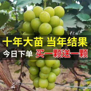 阳光玫瑰葡萄苗果树巨峰爬藤南方北方种植庭院耐寒当年结果葡萄树