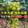 北方南方种植耐寒葡萄树