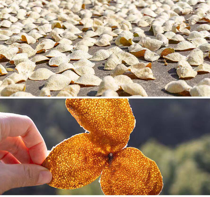 Xinhui Da Hong Pi Dried Tangerine Peel 2025 Harvest Sun Dried Chenpi 500g for Tea and Cooking in use