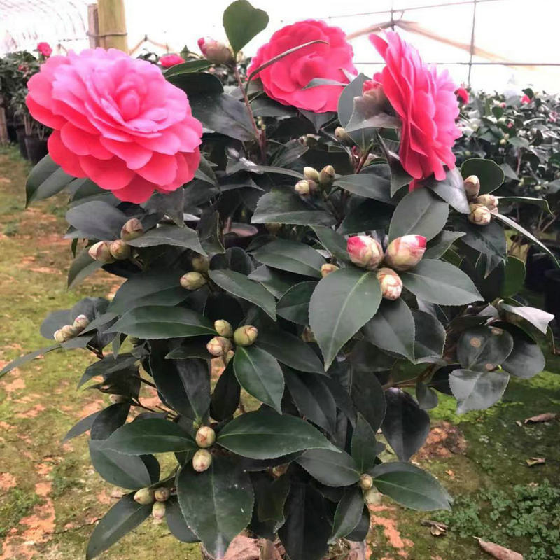 红色茶花盆栽茶花苗带花苞大红赤丹春节开花室内耐寒花卉景观