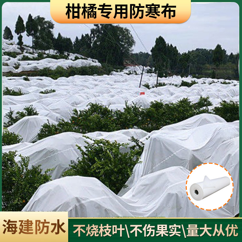 马来西亚防寒布白色无纺布农用果园柑橘防霜防水保温布透气布防护