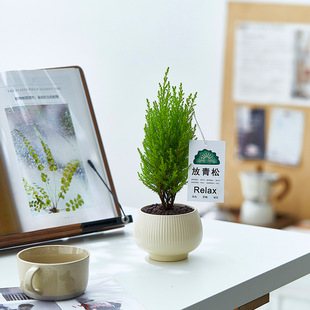 香松盆栽放青松绿植室内花卉办公室懒人好养活植物圣诞树节日礼物-阿里巴巴