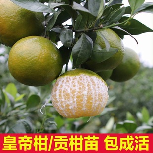 �ʵ۸̘���V�|���Խ��Ә����Ϸ������Nֲ�V��ؕ������Իʵ۸���