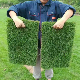 Turf Real Lawn with Soil Green Grass All Year Round Green Carpet Grass Bentgrass with Soil Courtyard Greening Manila