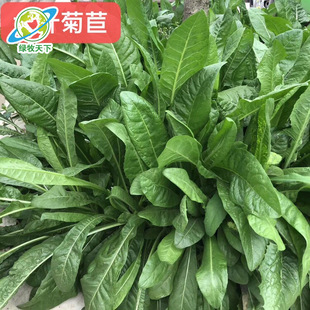 Chicory Pasture Seed Combination Chengdu Manufacturer Wholesale Perennial Alfalfa Planting Chicken, Duck, Goose and Fish Seeds