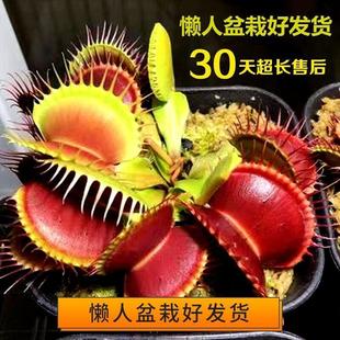 Flytrap Potted Seedlings, Pitcher Plant, Plant, Man-Eating Flower, Flytrap, Insect-Catching Plant, Mosquito-Repelling Flower, Piranha, Living Room