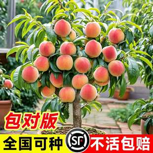 ����ˮ���Ҙ���޽��S�Ҙ��Ϸ������Nֲ�Ҙ�ˮ���箔��Y��