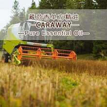 �����S�������㾫��ԭ��CarawayOil�ṩԭ�a���C��޹��Ȼ�