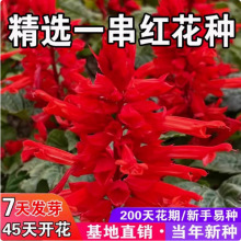 正宗矮串红种子四季播种开花易种阳台庭院一串红景观绿化盆栽种籽