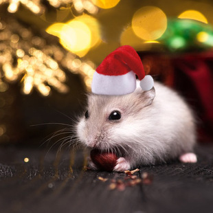 Cross-border Creative New Hamster Hat Totoro Christmas Hat Little Red Riding Hood Small Pet Funny Headwear Wholesale