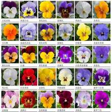 ���羳��؛����ɫ���N��С�����󻨺�����؈Ę�������滨�̨�҃�