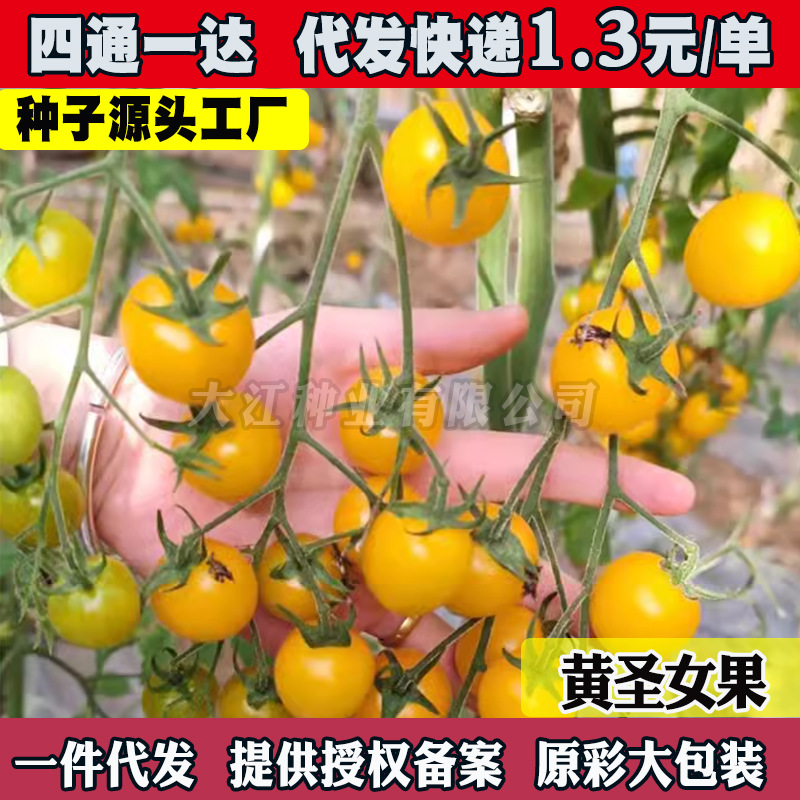 黄圣女果种子西红柿种籽樱桃红色小番茄四季阳台盆栽脆甜蔬菜