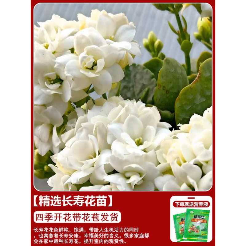 長寿の花 鉢植え 二重金キツネ 大輪 花のつぼみ付き 花苗 四季咲き 室内咲き 育てやすい花植物|undefined