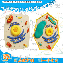 初高中教学模拟生物细胞结构模型启蒙教具黏土DIY手工材料包制作
