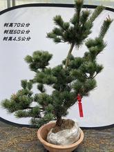 日本五针松宫岛大阪松盆景树桩苗老桩盘景悬崖客厅矮霸松树迎客松