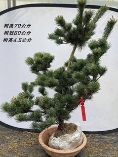 �ձ�����Ɍm�u�������辰�䘶���Ϙ��P�����¿͏d�����ɘ�ӭ����