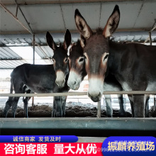 �����N�����H�r��� �����HС�H�x ���H�Bֳ���� Сë�H����