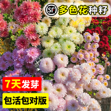 ǹջNӻɫһļ_ֲͥԺ׻