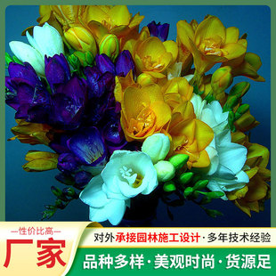 Dutch Large Flowered Snowland Potted Florals, Courtyard Planting, Cold-Resistant Fragrant Florals, Flower Production
