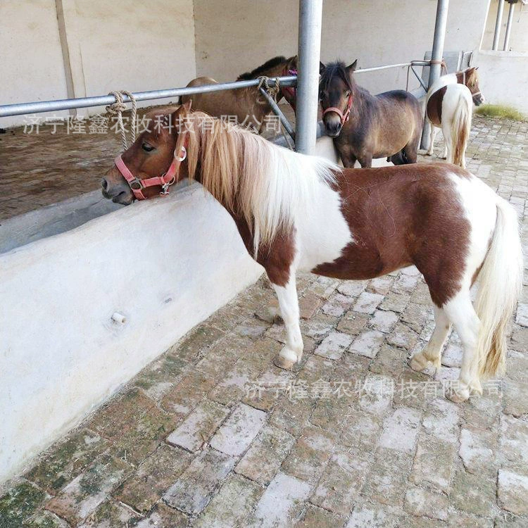 Живописный вид мини-пони на продажу