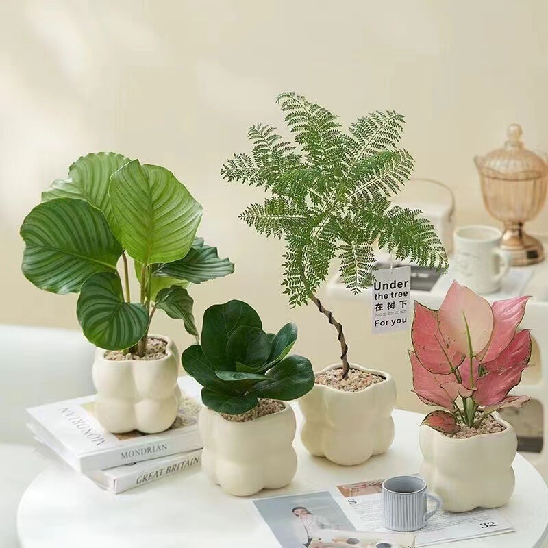 Money Tree Potted Plant Indoor Living Room Easy to Maintain Office Hydroponic Green Plant Small Bonsai Evergreen Small Potted Flower