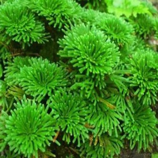 ���ؾ���߀������滨��ֲ���辰�������Լ�ɽ�M����ˮʯ�����m��