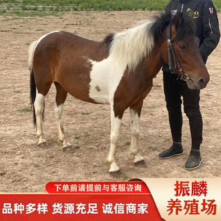 �������T�˰��R���w�Bֳ�� ���ﰫ�R����ë�H���� �����R���U�r��