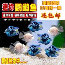 �����W�^�~С��С�~��ˮ�Ꭷ�^�p�~��ɐی��{�׽�N�~����