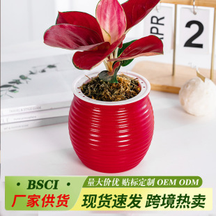 ����Ӻ��֬�G�}ˮ��ֲ�ﻨ��͸�����y��ɫ�����m��������ˮ����