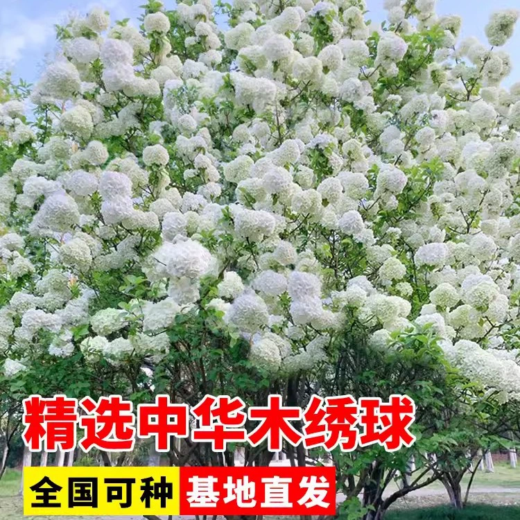 Декоративные зеленые растения во дворе, деревянные саженцы гортензии, китайские деревянные саженцы гортензии, саженцы гортензии «Восемь бессмертных», большой цветочный шар